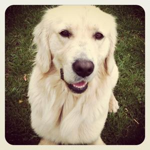 Retriever (Golden)