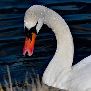 Mute Swan