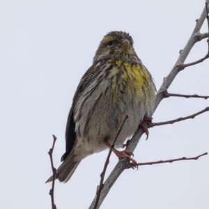 European Serin