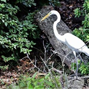 Great Egret