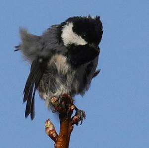 Coal Tit