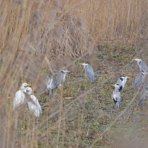 Grey Heron