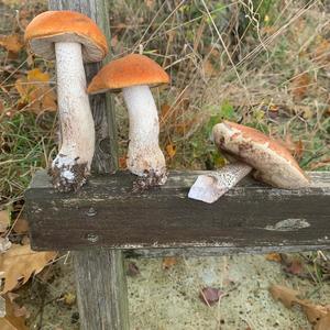 Orange Birch Bolete