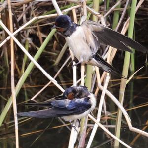 Barn Swallow