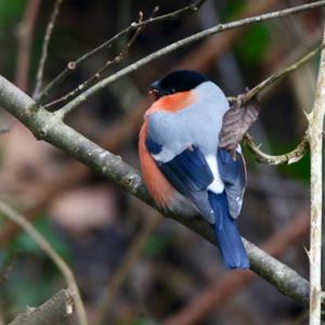 Eurasian Bullfinch