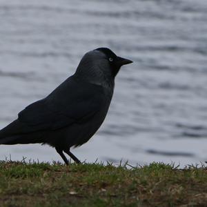 Eurasian Jackdaw