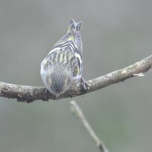 Eurasian Siskin