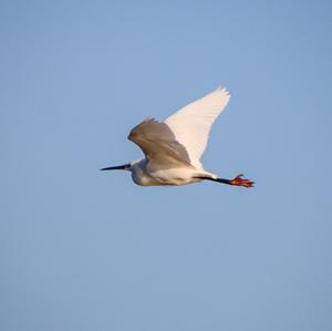 Little Egret