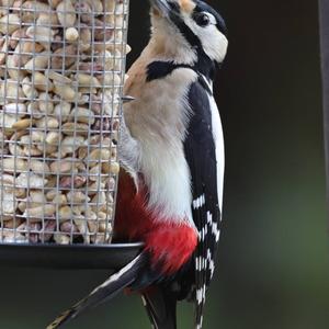 Great Spotted Woodpecker