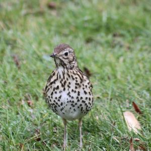 Song Thrush