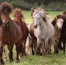 Icelandic Horse