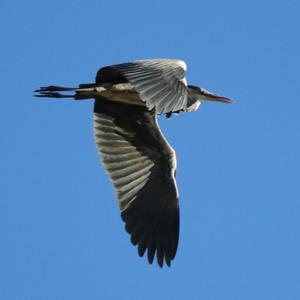 Grey Heron