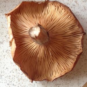 Oak Milk Cap