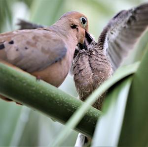 Mourning Dove