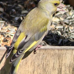 European Greenfinch