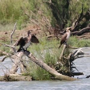 Great Cormorant