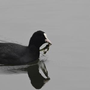 Common Coot