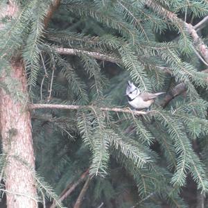 Crested Tit