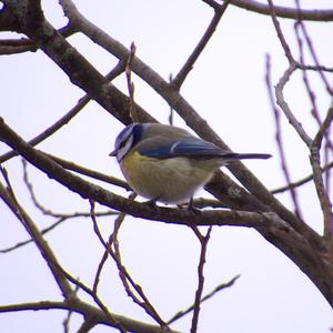 Blue Tit