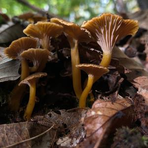 Trumpet Chanterelle