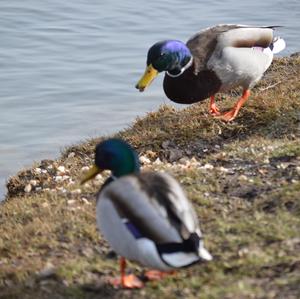 Mallard