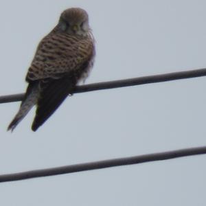 Common Kestrel