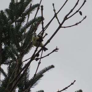 Blue Tit