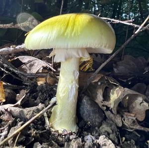 Death Cap