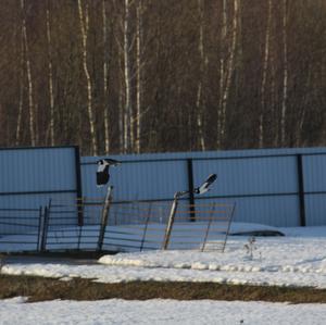 Northern Lapwing