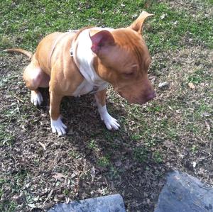 American Staffordshire Terrier