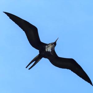 Magnificent Frigatebird