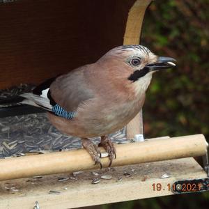 Eurasian Jay