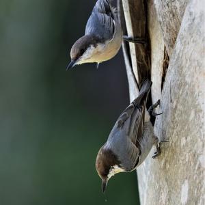 Brown-headed Nuthatch