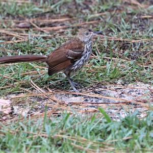 Brown Thrasher