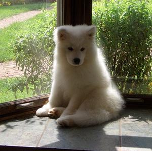 Samoyed