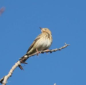 Tree Pipit