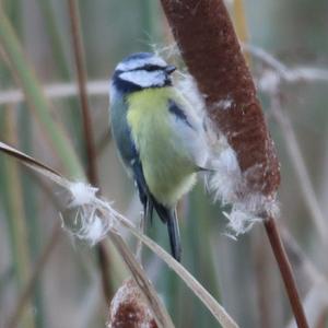 Blue Tit