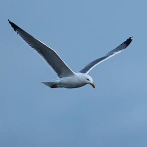 Lesser Black-backed Gull