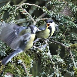 Great Tit