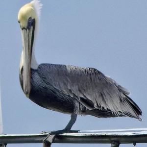 Brown Pelican