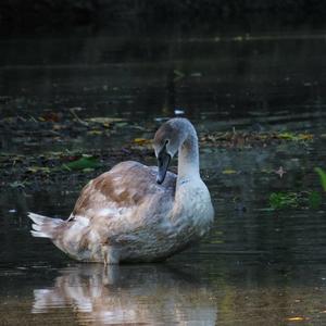 Mute Swan