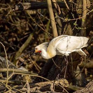 Eurasian Spoonbill