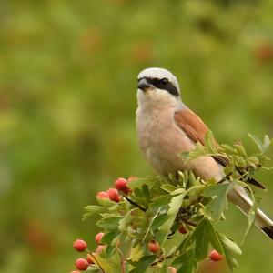 Red-backed Shrike