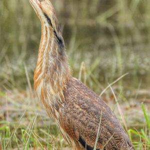 American Bittern