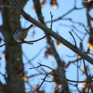 Willow Tit