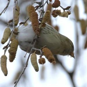 Eurasian Siskin