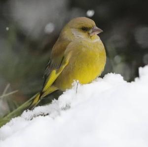 European Greenfinch