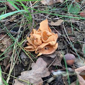 Lemon Peel Fungus