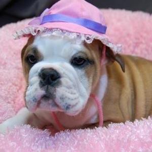 Englische Bulldogge