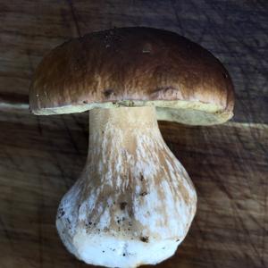 King Bolete